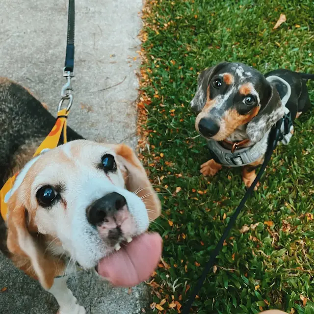 my beagle and dachshund staring at the camera
